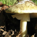 Death Cap Mushroom