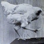 Mike The Headless Chicken
