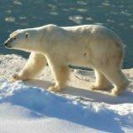 Polar Bear