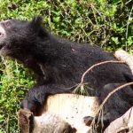 Sloth Bear
