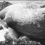 penguin-seal-love