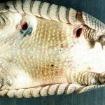 Armadillo Leprosy Armadillo Leprosy