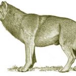 dire wolf toast
