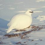rock ptarmigan