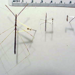 Thread-legged bug